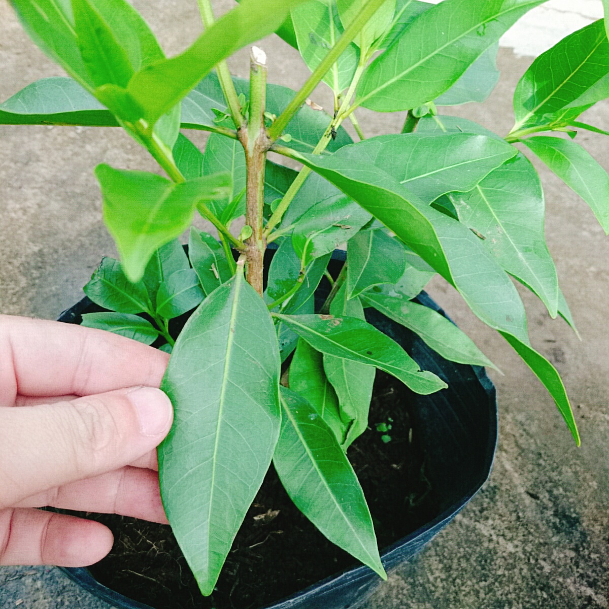 Cây Vối