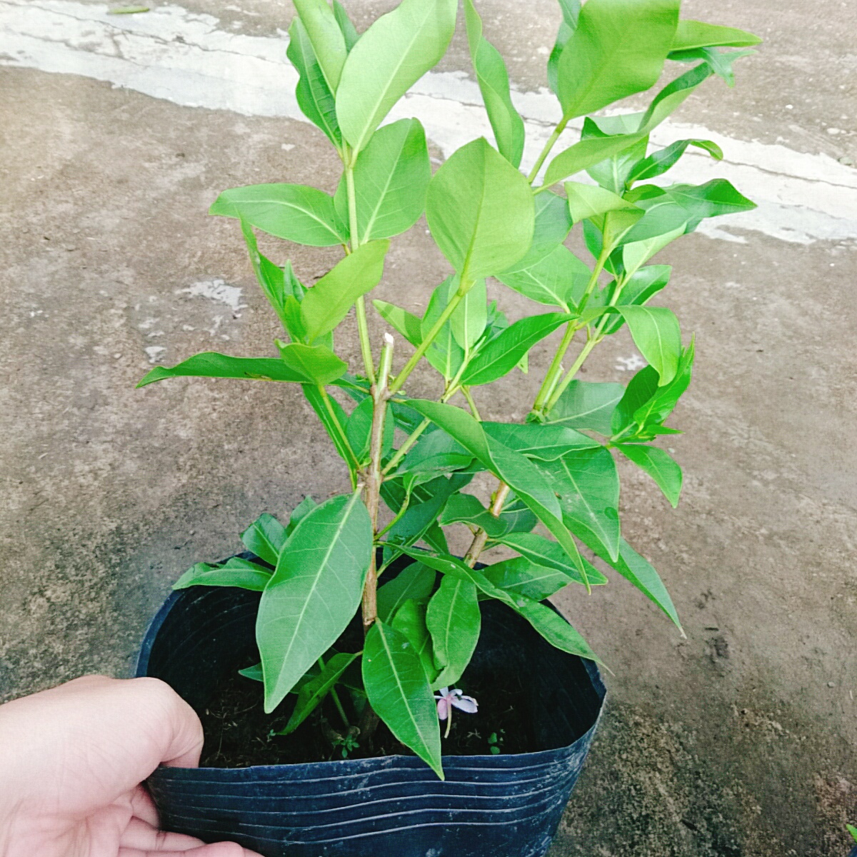 Cây Vối