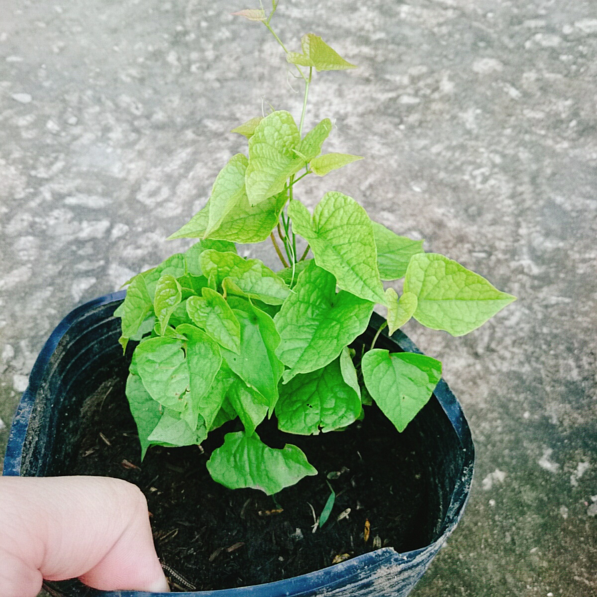 Cây Tigon Trắng