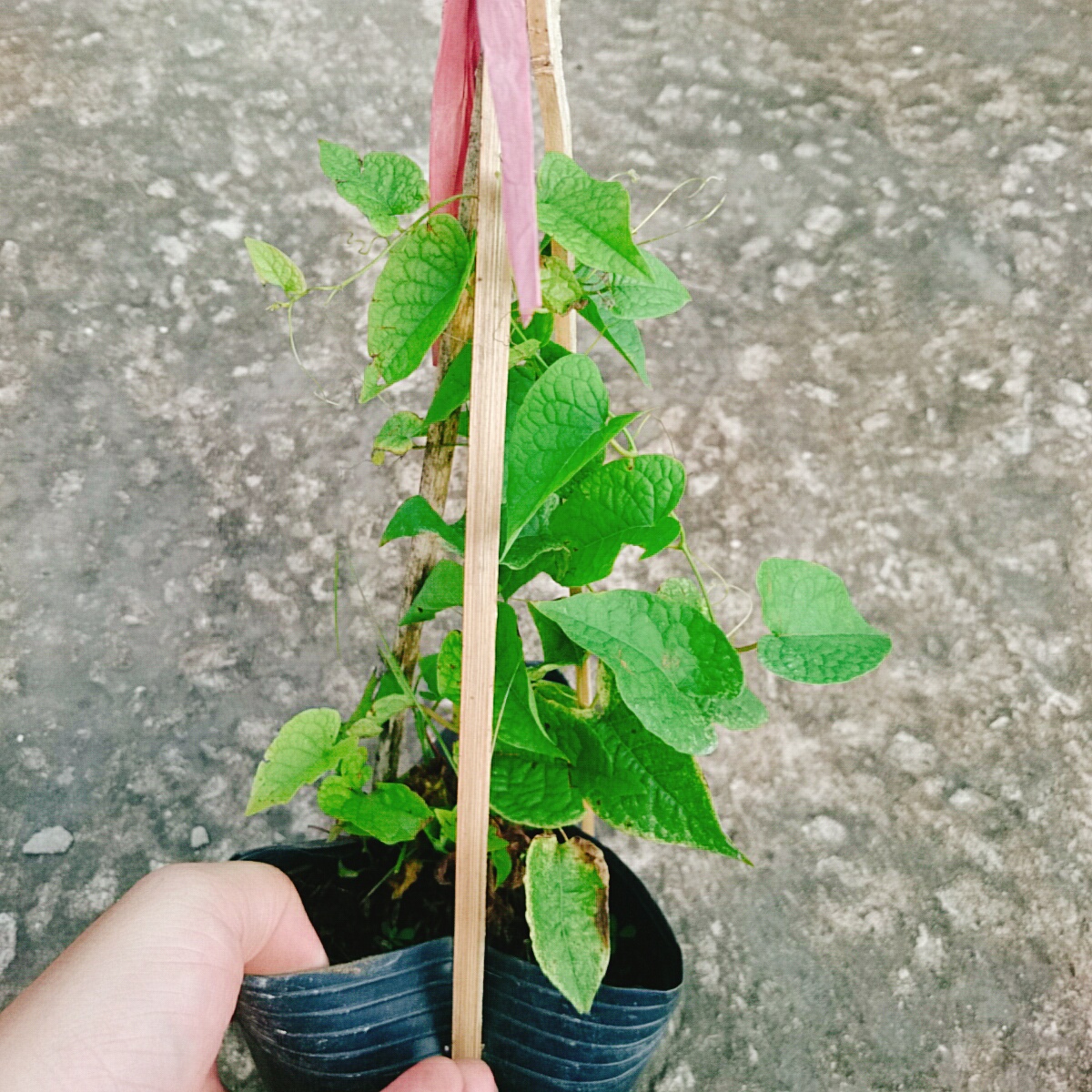 Cây Tigon Trắng