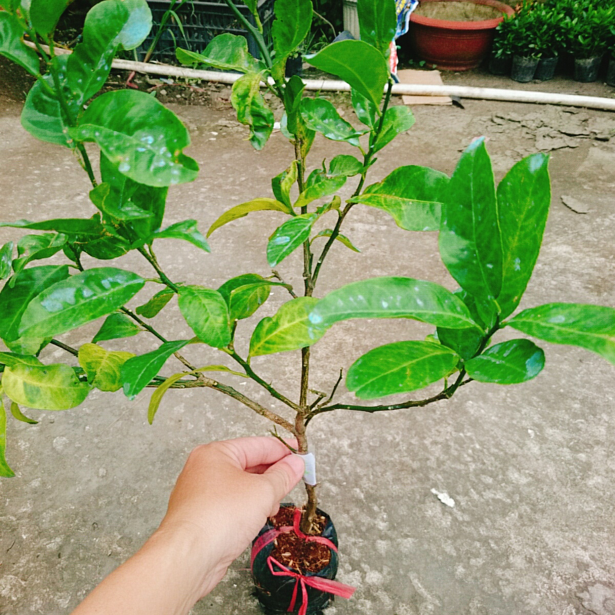 Cây Chanh Hồng Đào