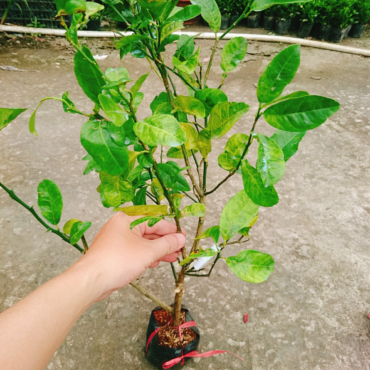 Cây Chanh Hồng Đào
