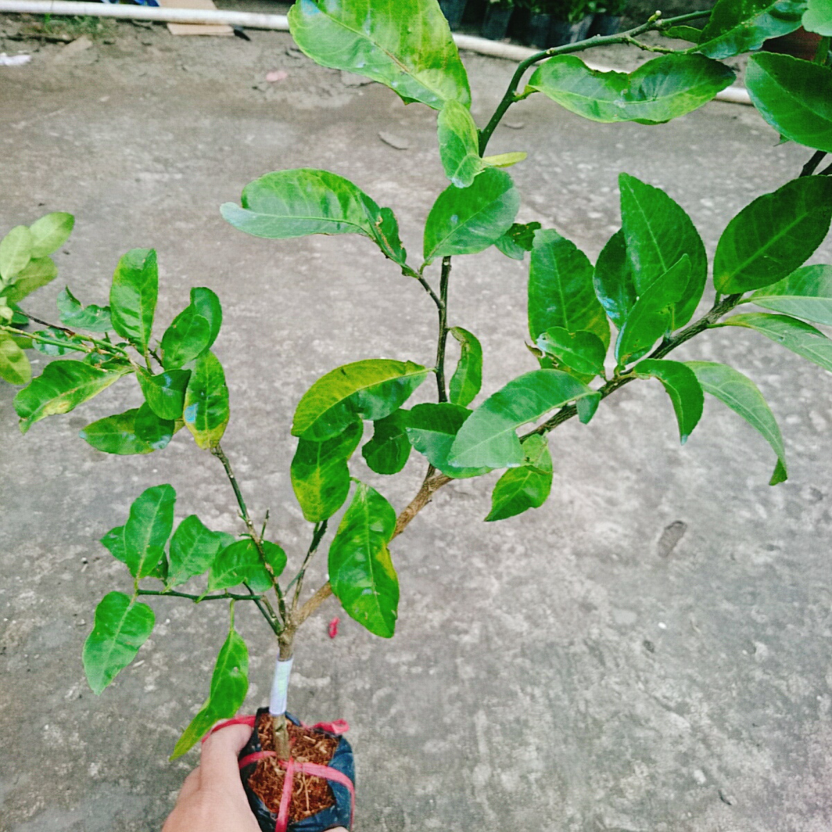 Cây Chanh Hồng Đào