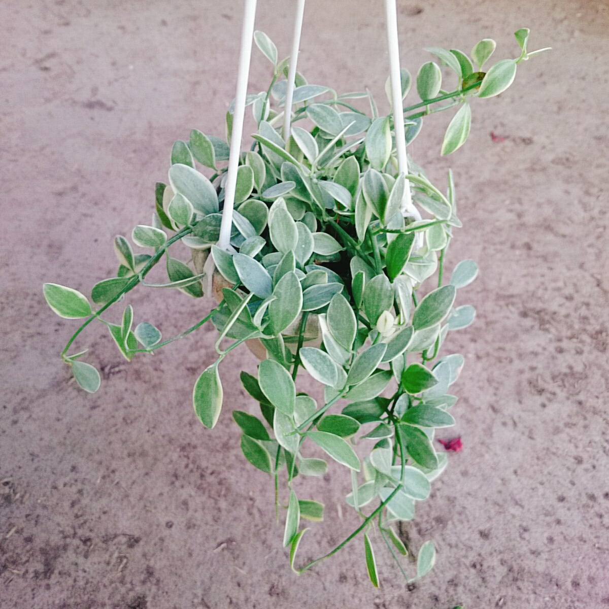 Cây Lan Đô La Cẩm Thạch