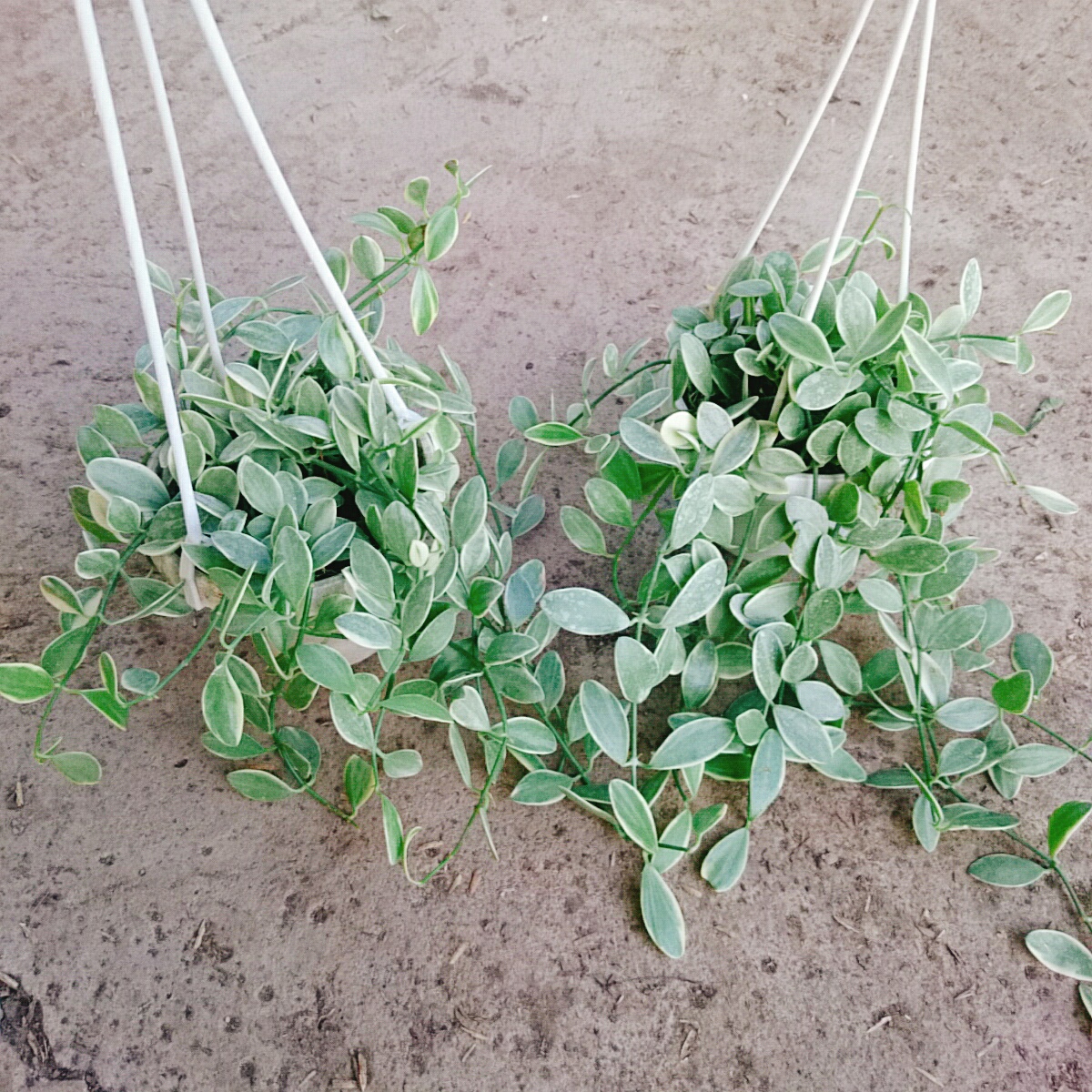 Cây Lan Đô La Cẩm Thạch