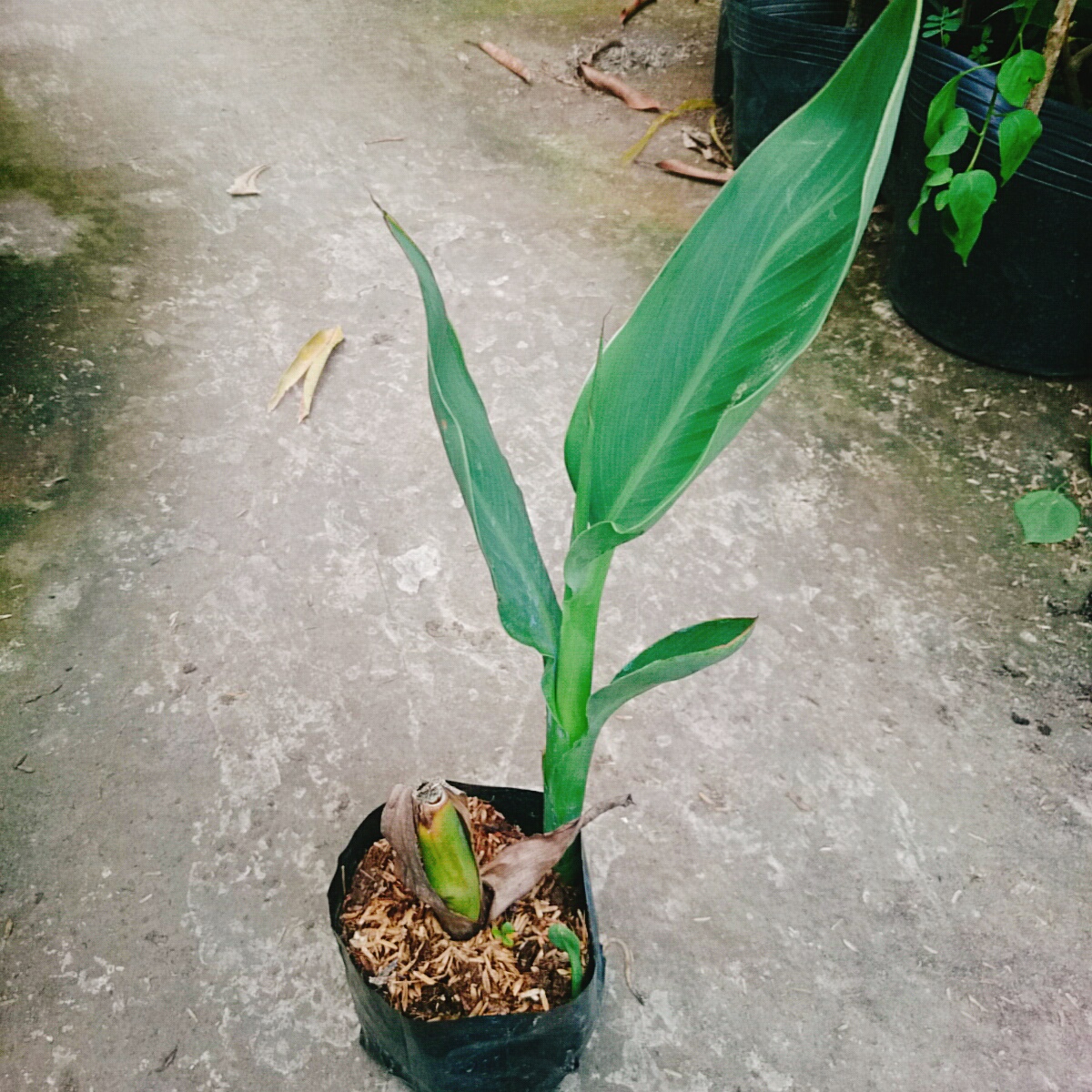 Cây Chuối Hoa Cam