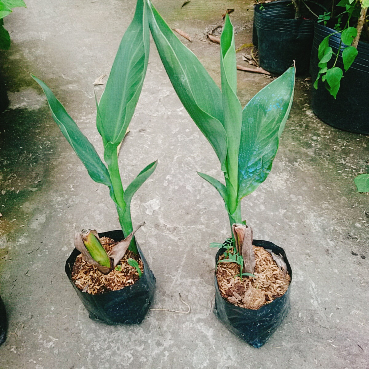 Cây Chuối Hoa Hồng