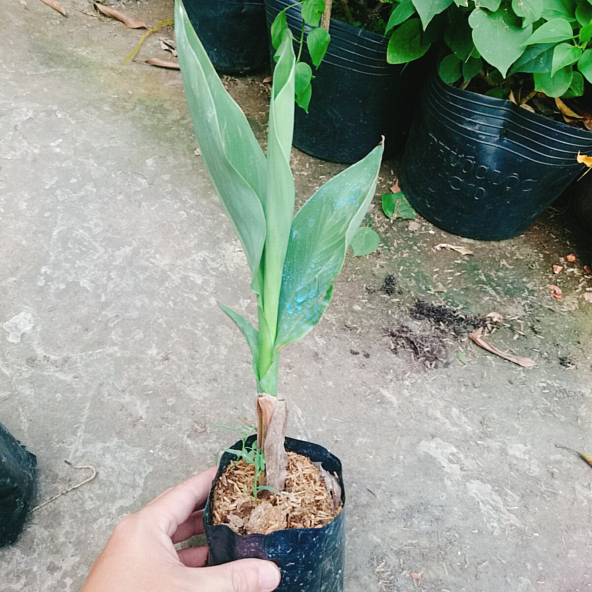 Cây Chuối Hoa Hồng