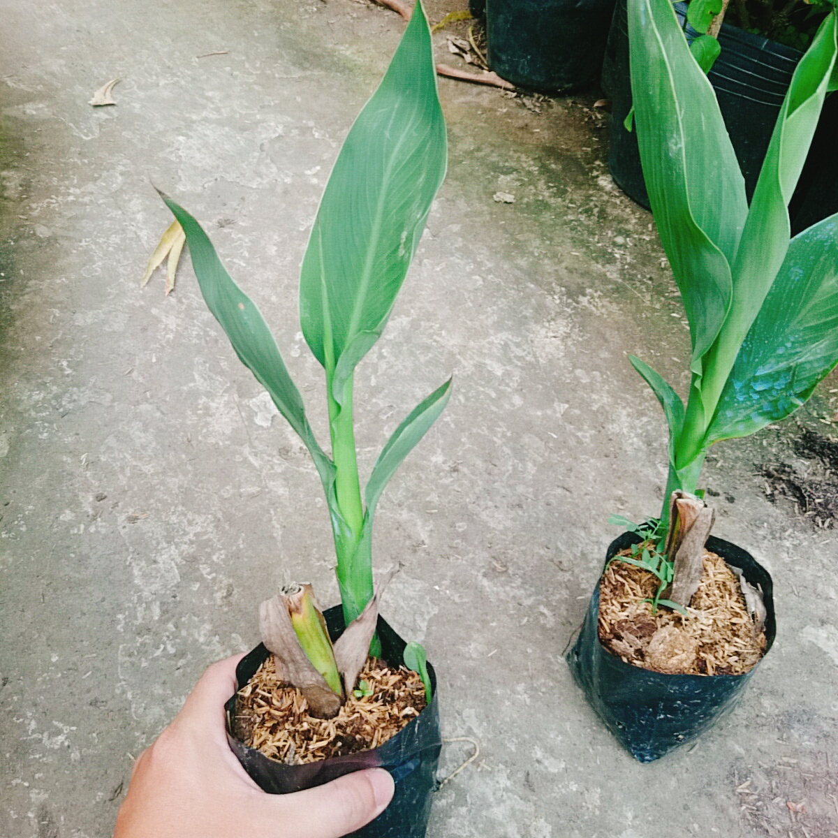 Cây Chuối Hoa Đỏ