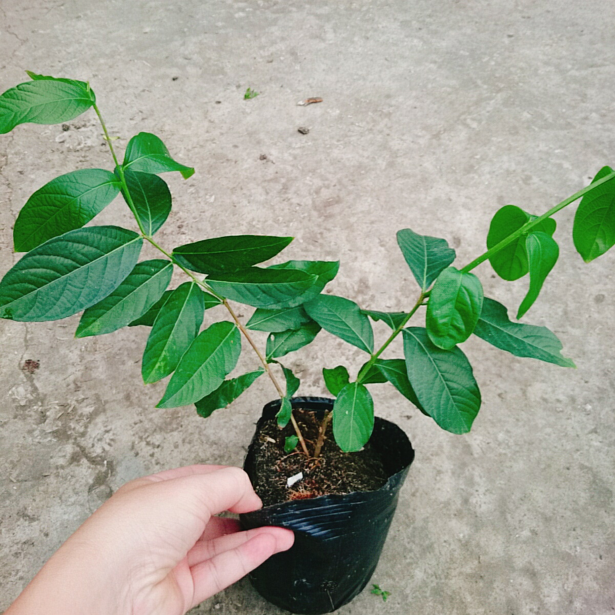 Cây Bằng Lăng Thái