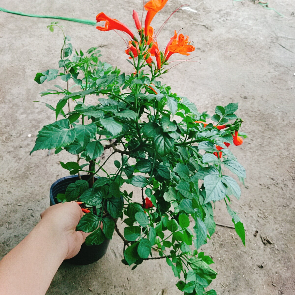 Cây Rạng Đông (Cam)