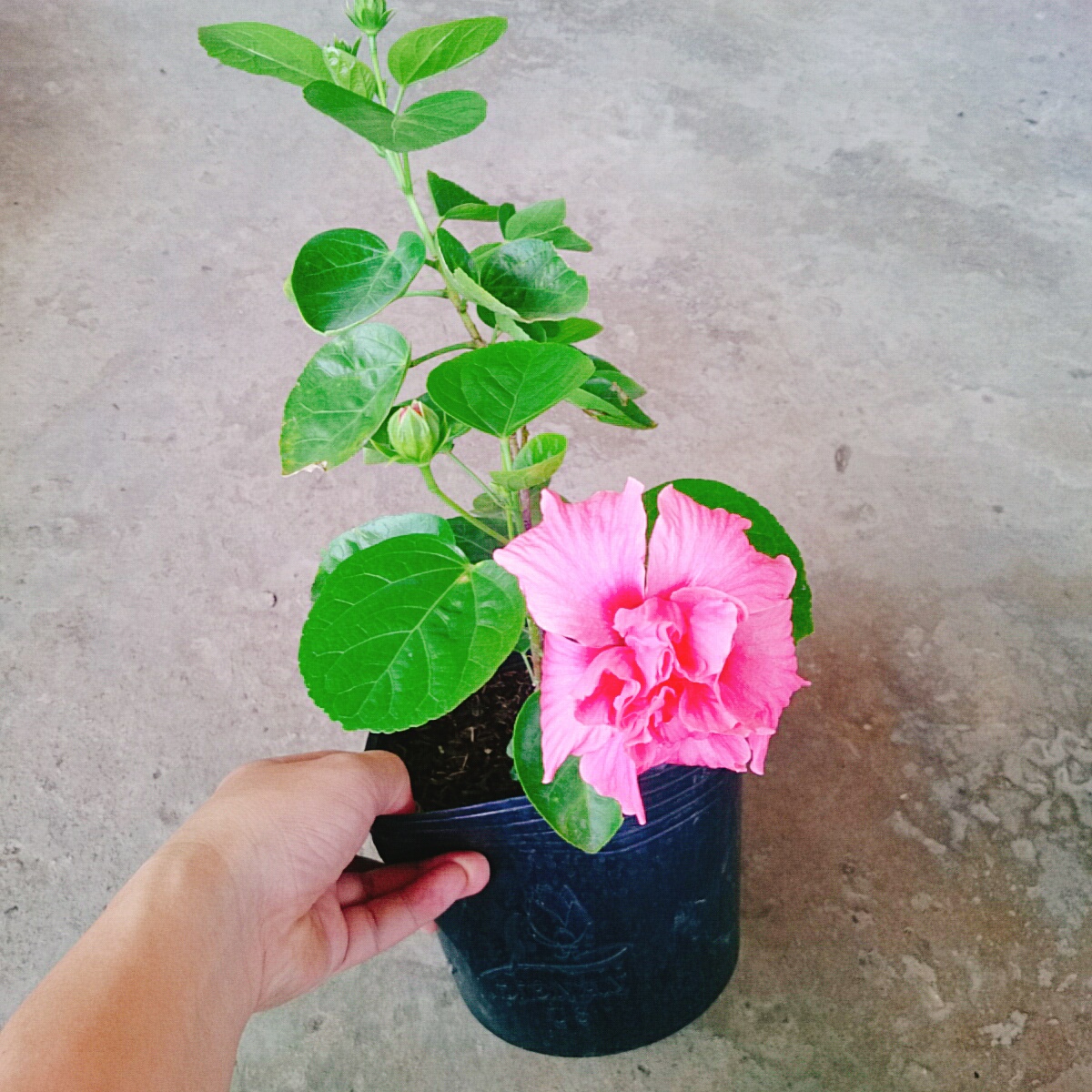 Cây Dâm Bụt Hồng