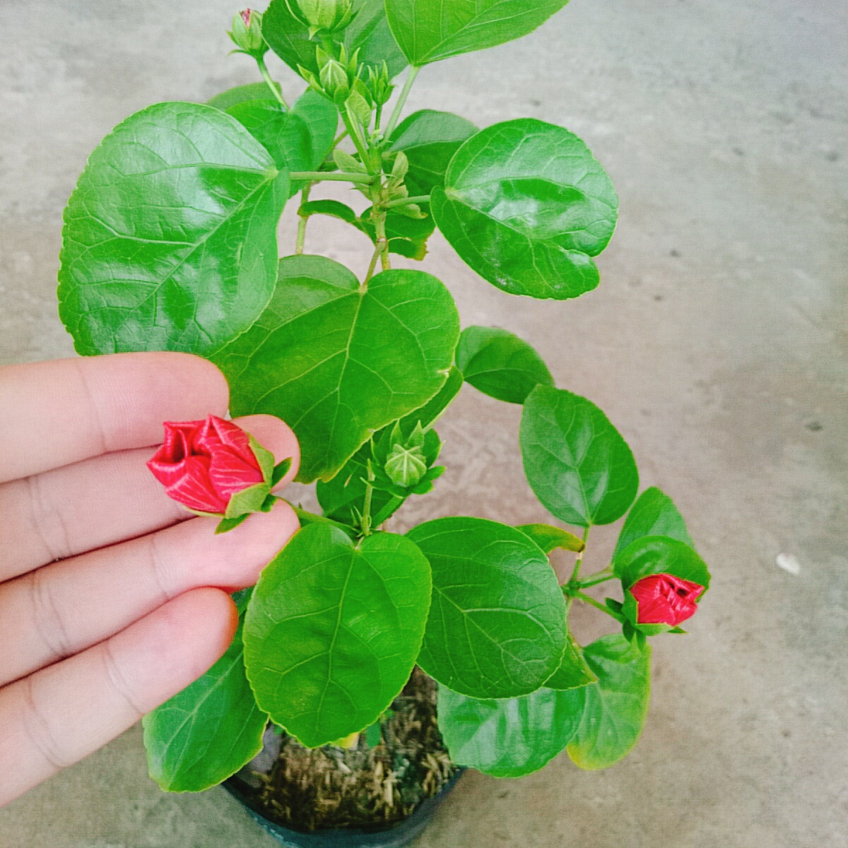 Cây Dâm Bụt Hồng