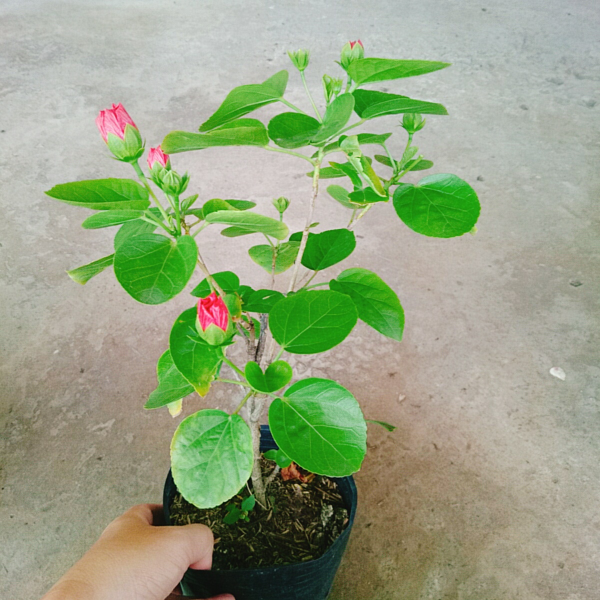 Cây Dâm Bụt Hồng