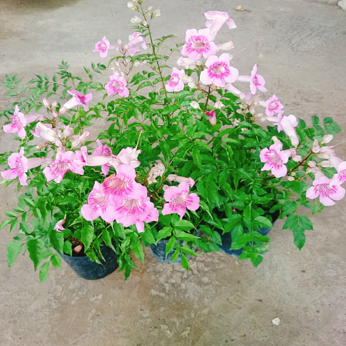 Cây Hồng Thiên Hương