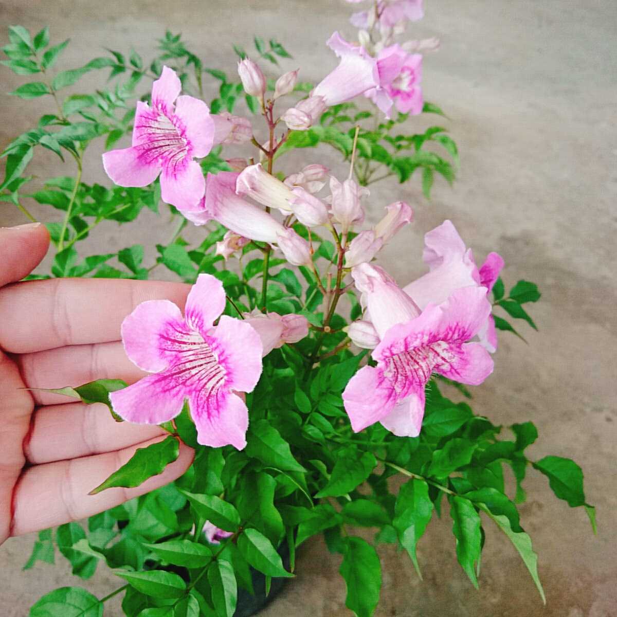 Cây Hồng Thiên Hương