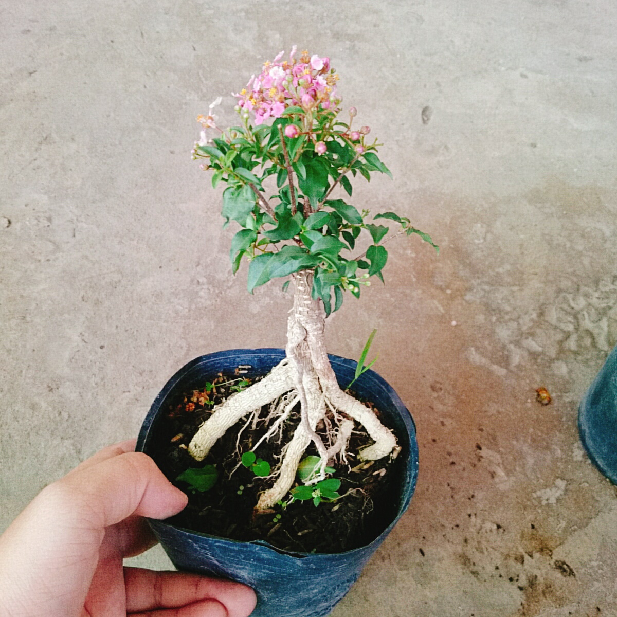 Cây Hồng Ngọc Mai Bonsai