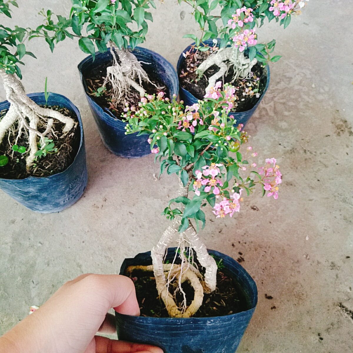 Cây Hồng Ngọc Mai Bonsai