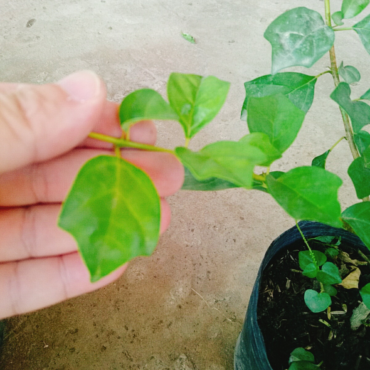 Cây Huyền Trân Công Chúa