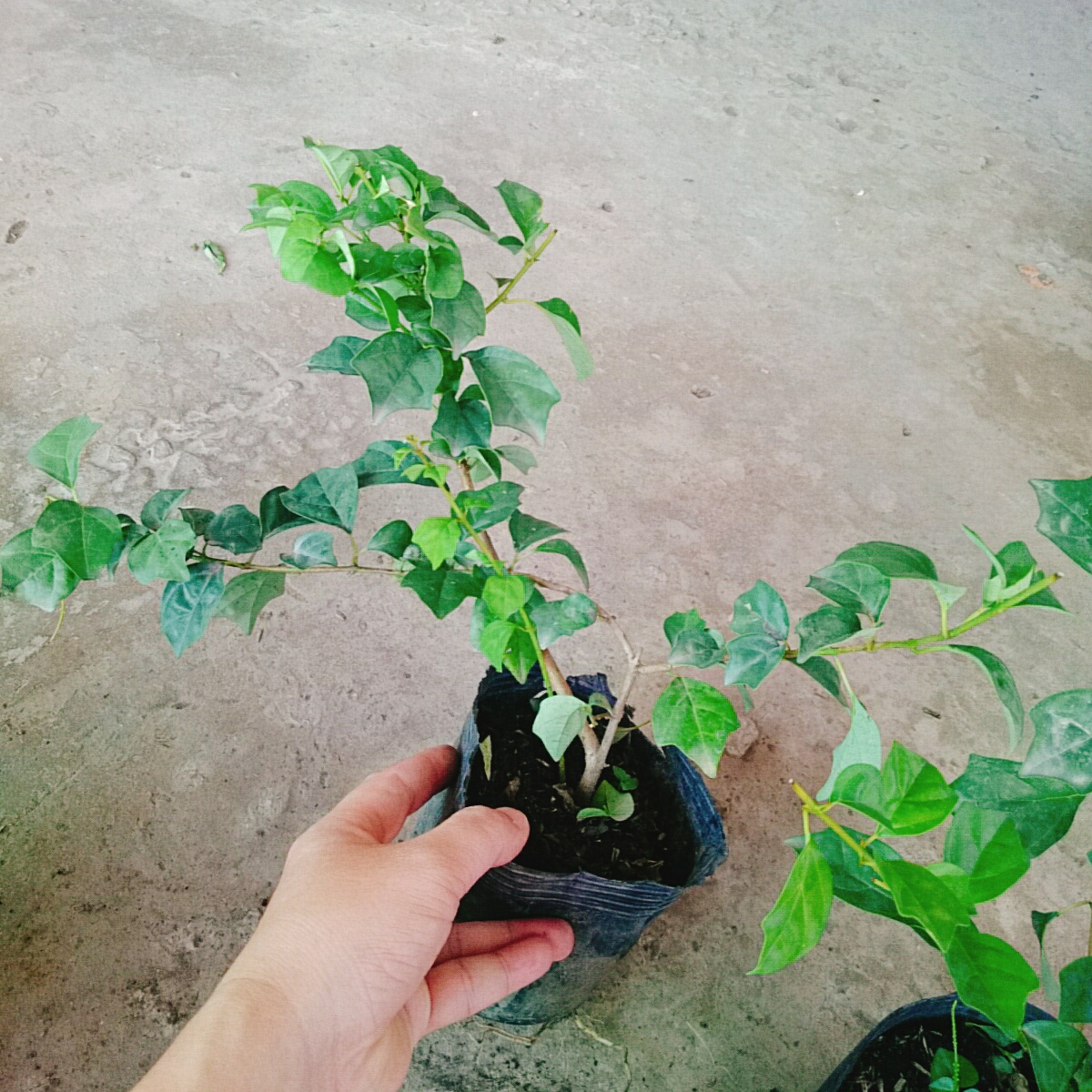 Cây Huyền Trân Công Chúa