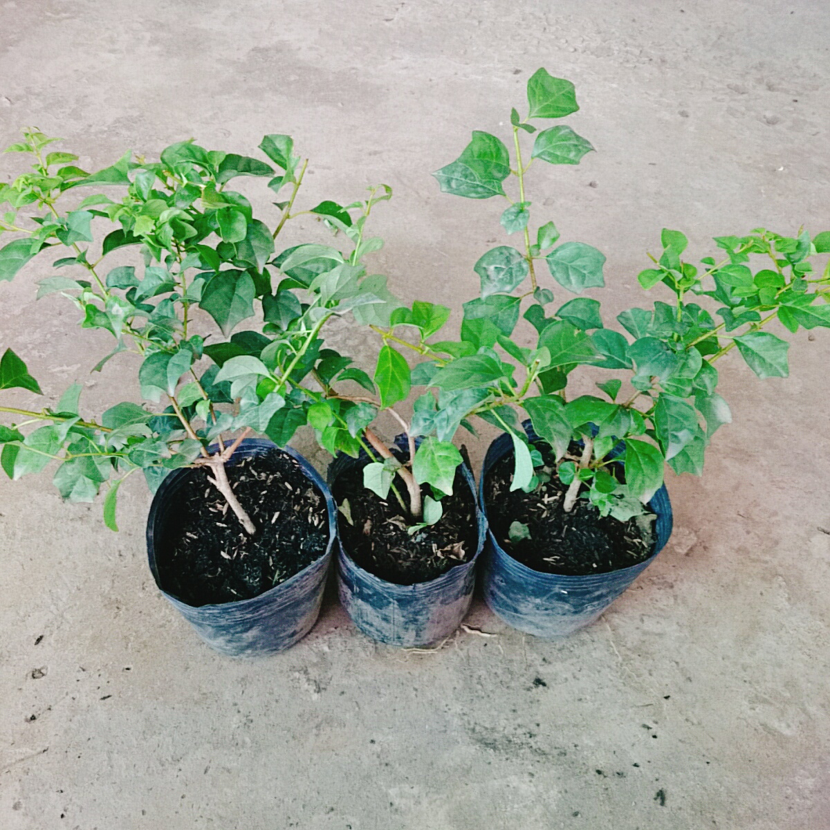 Cây Huyền Trân Công Chúa