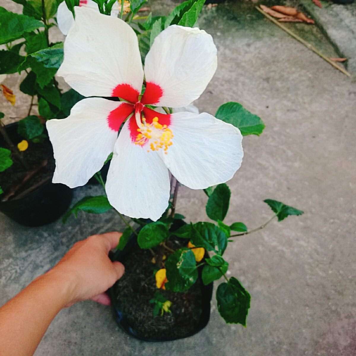 Cây Dâm Bụt Trắng