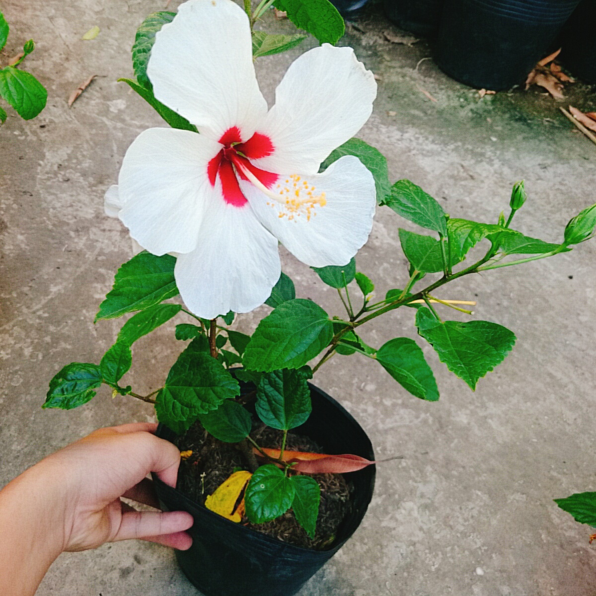Cây Dâm Bụt Trắng