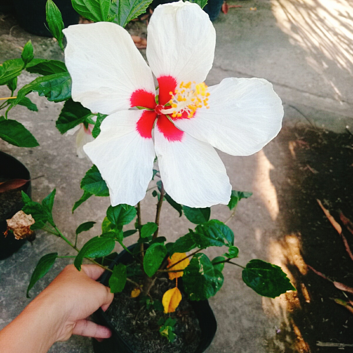 Cây Dâm Bụt Trắng