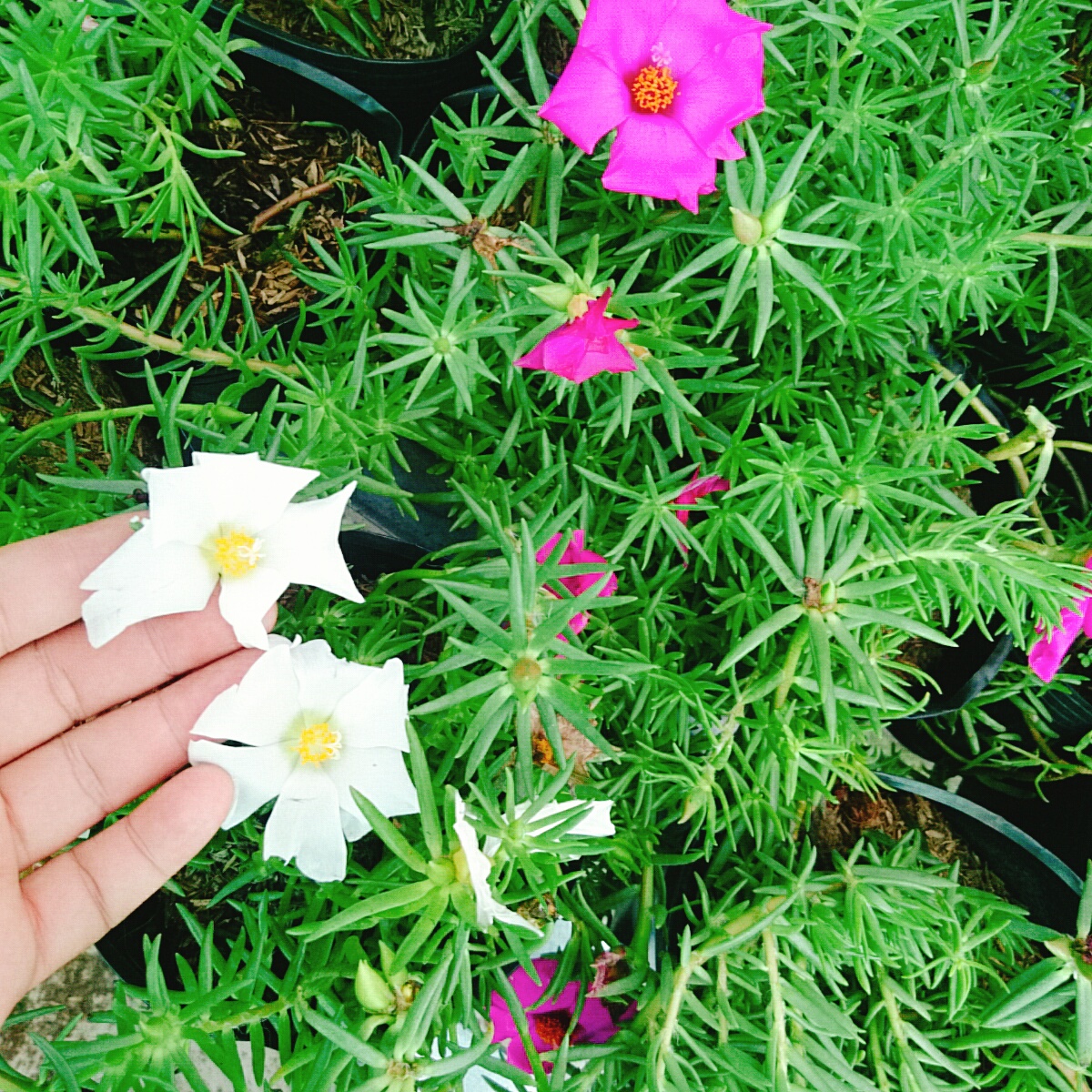 Cây 10h Mỹ