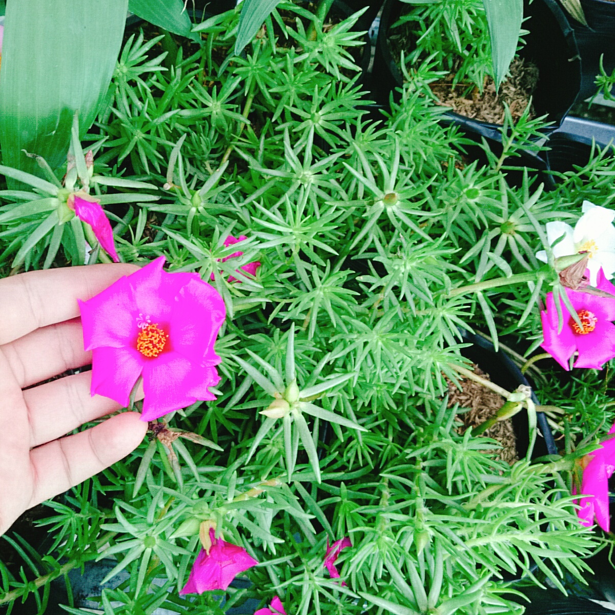 Cây 10h Mỹ