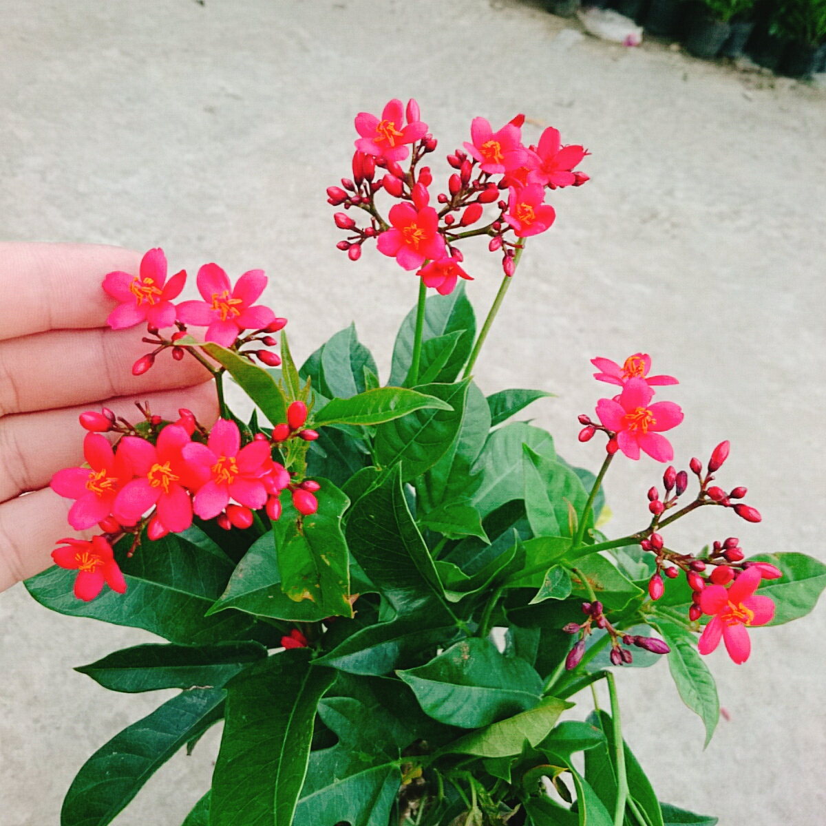 Cây Hồng Mai