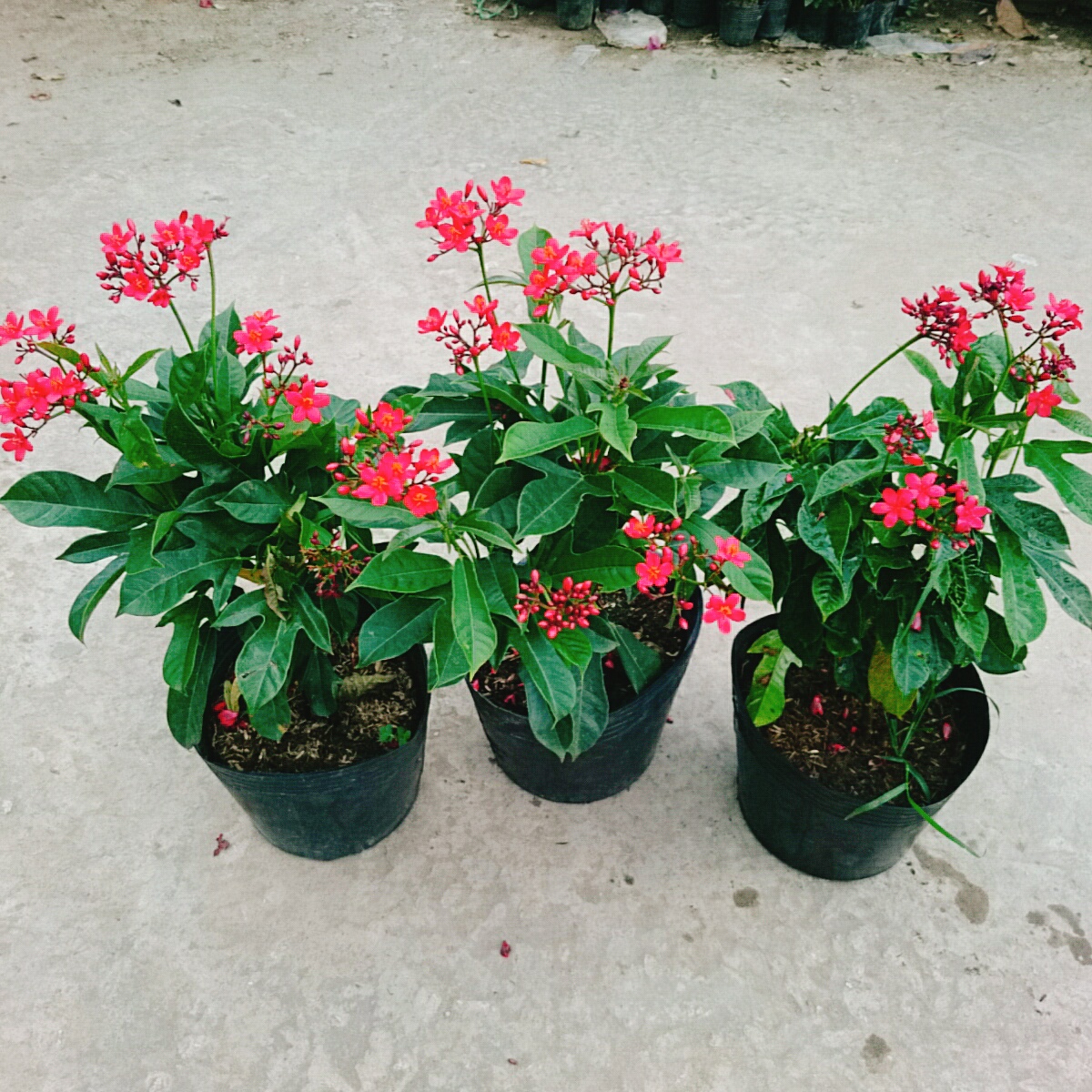 Cây Hồng Mai