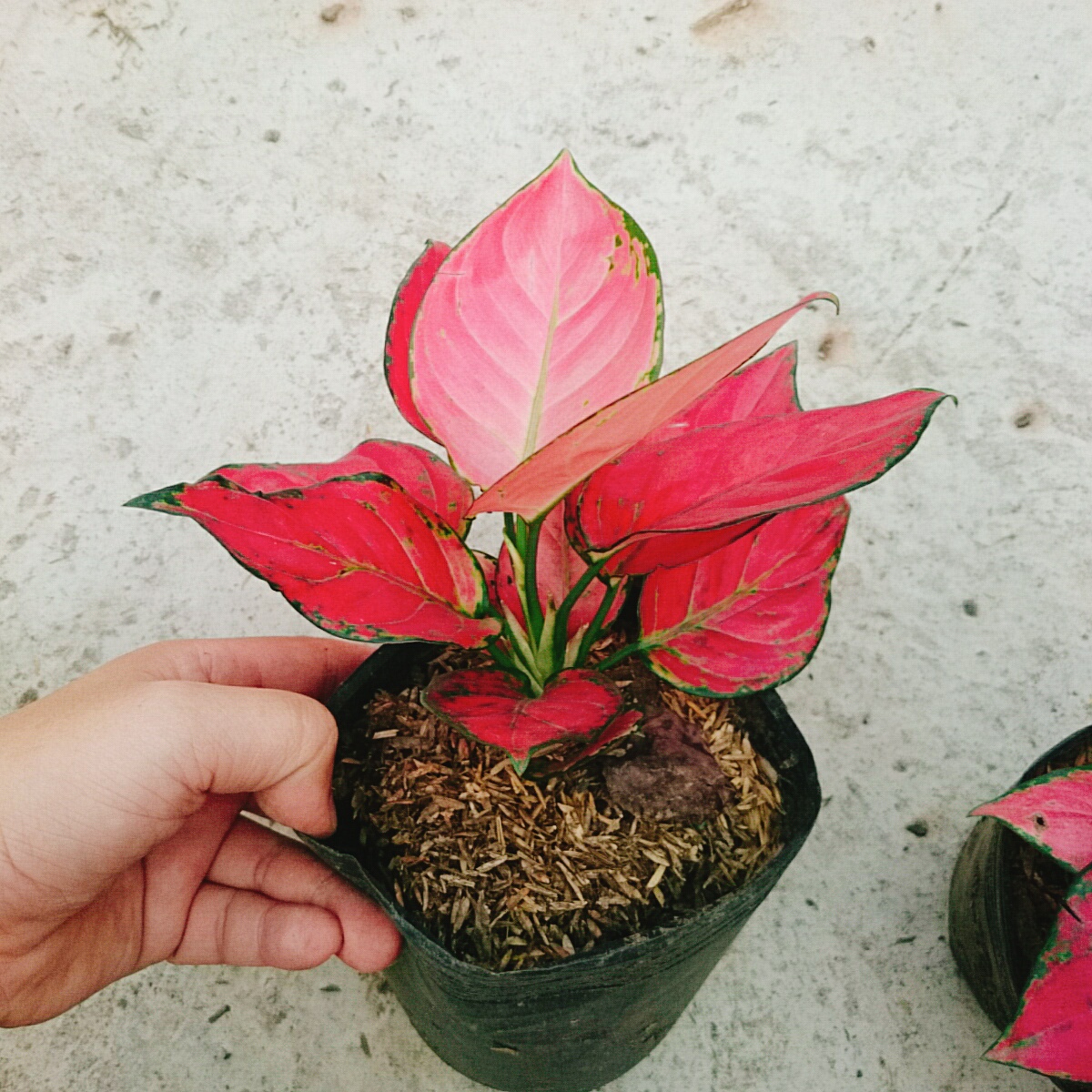 Cây Hồng Phát Lộc