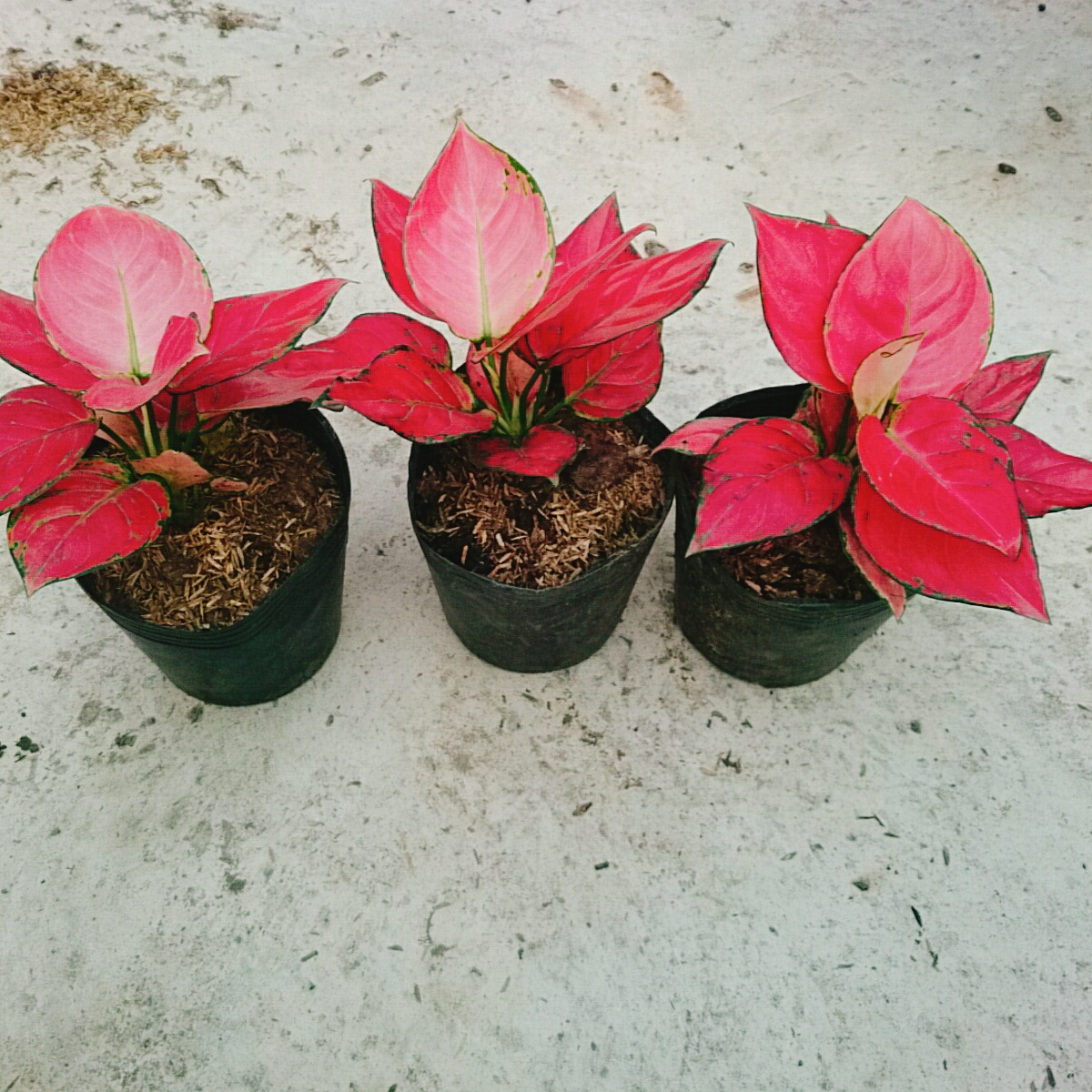 Cây Hồng Phát Lộc