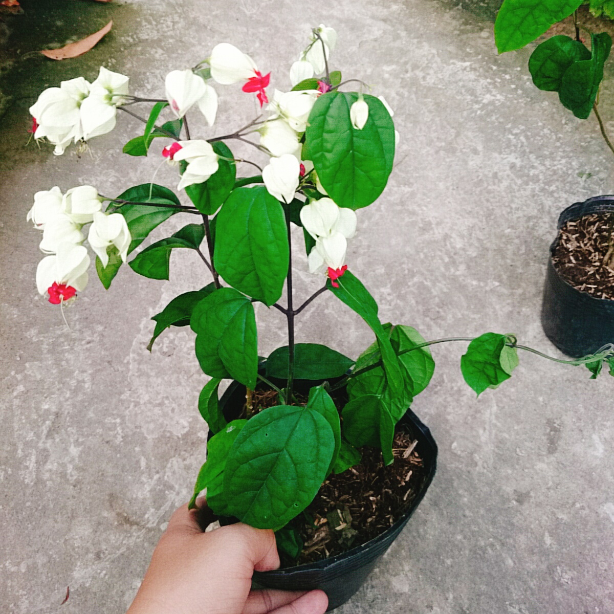 Cây Ngọc Nữ
