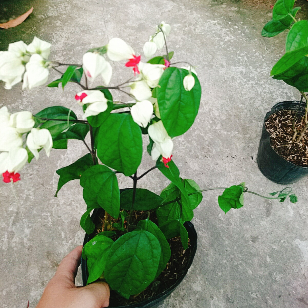 Cây Ngọc Nữ