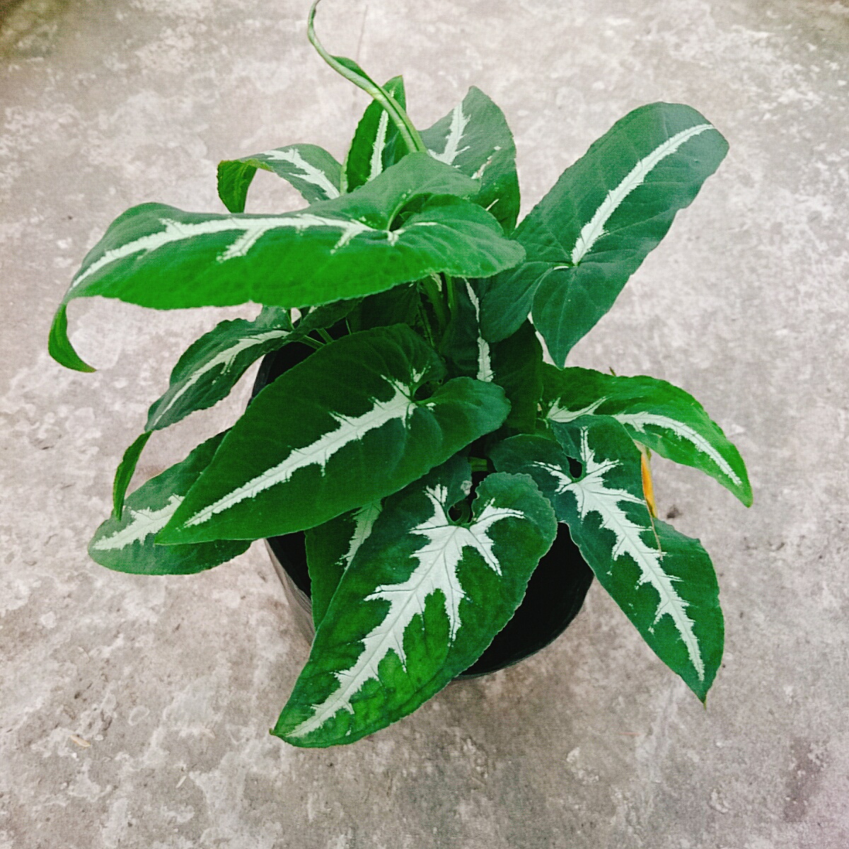 Cây Trầu Bà Nhung