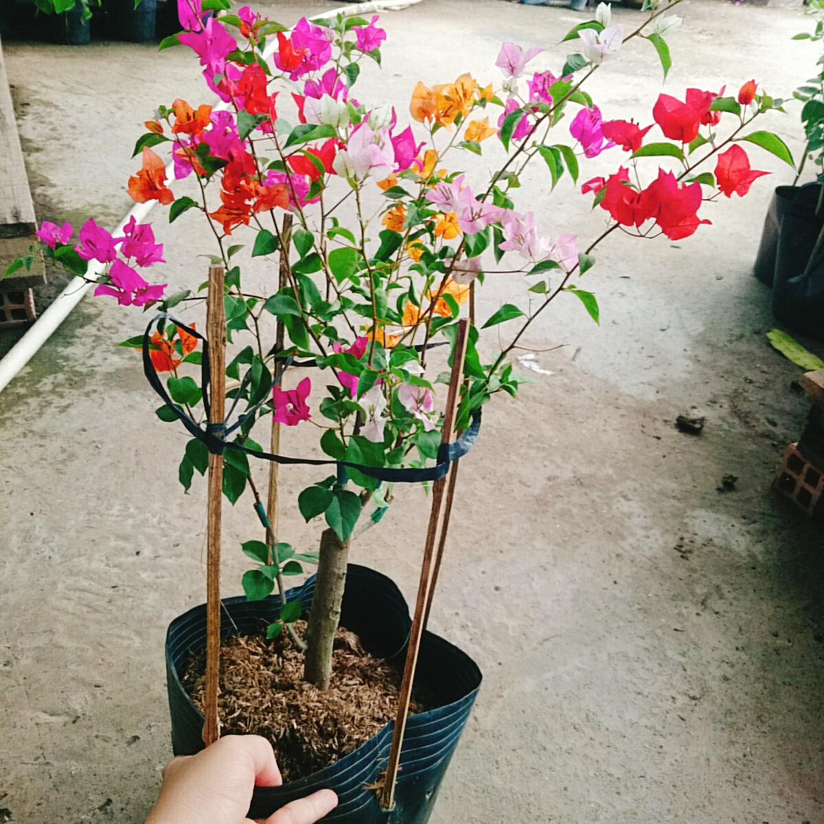 Cây Giấy Ngũ Sắc (Lớn)