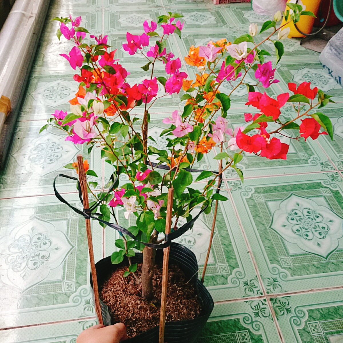 Cây Giấy Ngũ Sắc (Lớn)