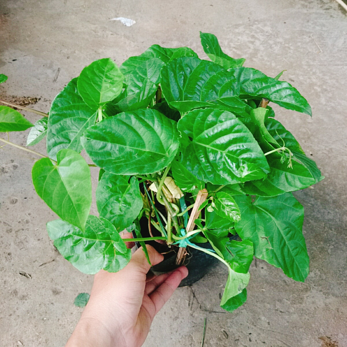Cây Râu Tiên
