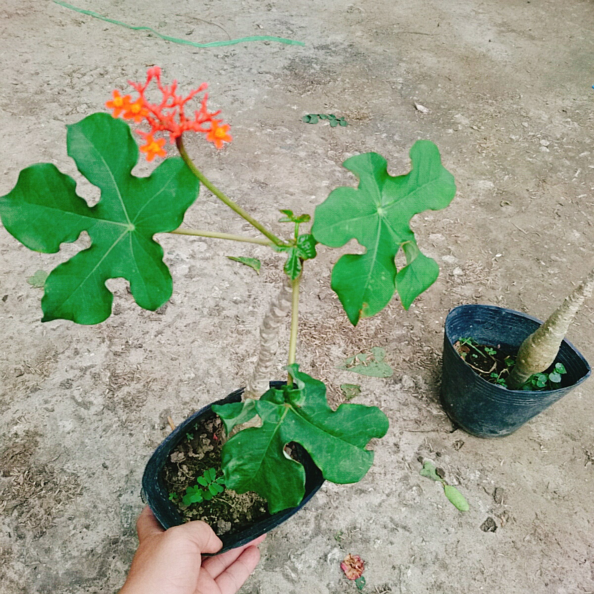 Cây Ngô Đồng