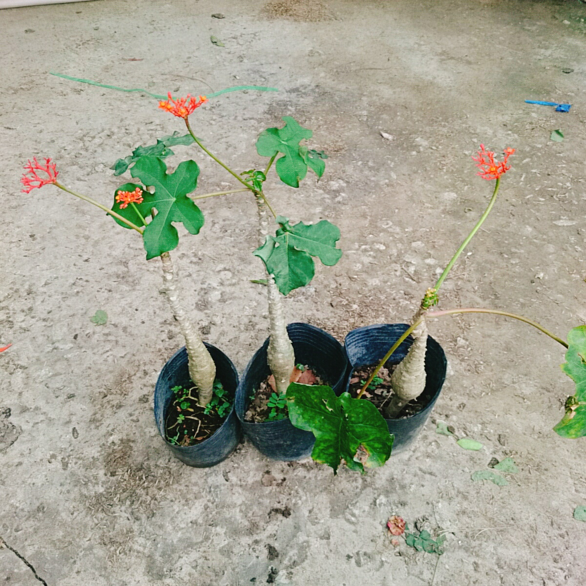 Cây Ngô Đồng