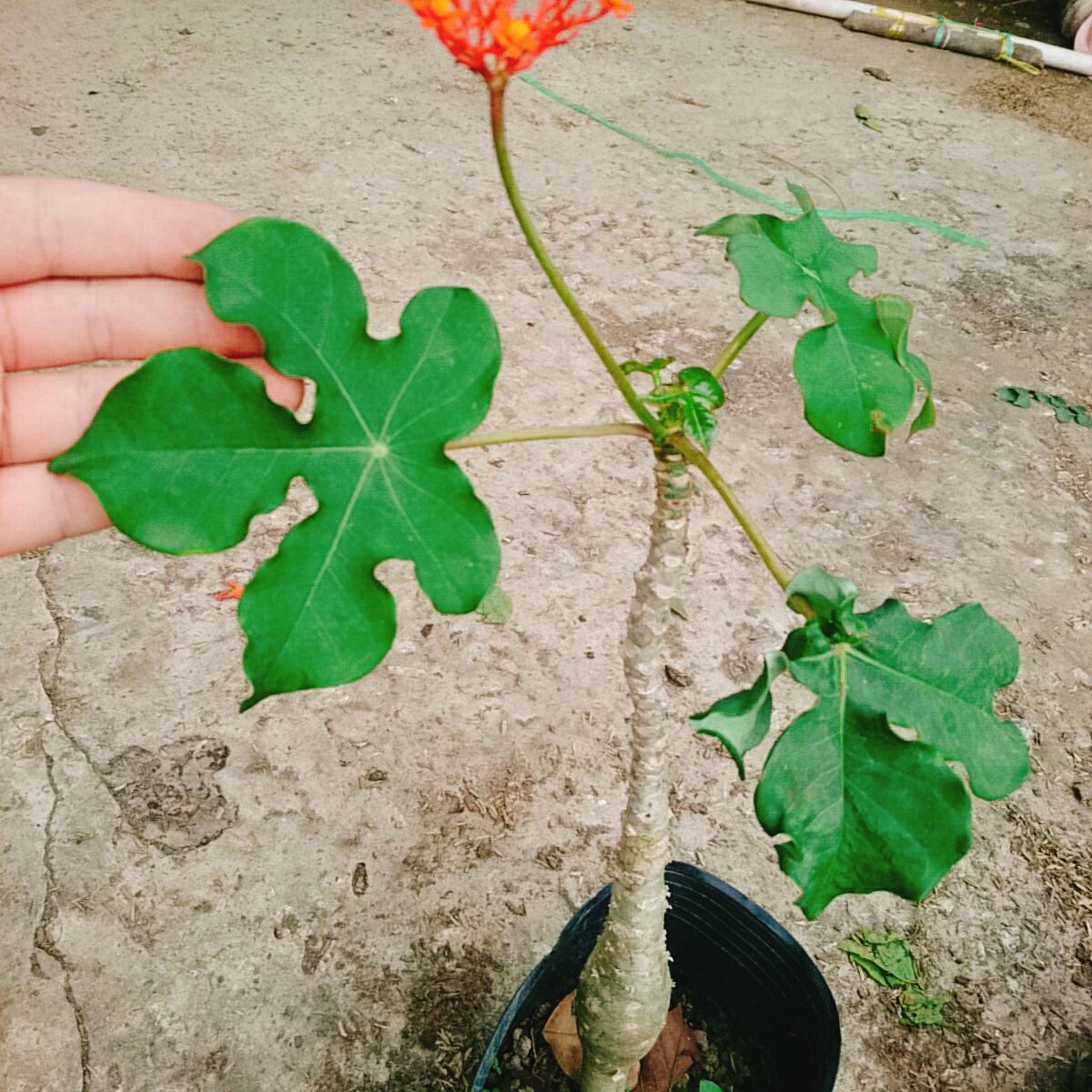 Cây Ngô Đồng