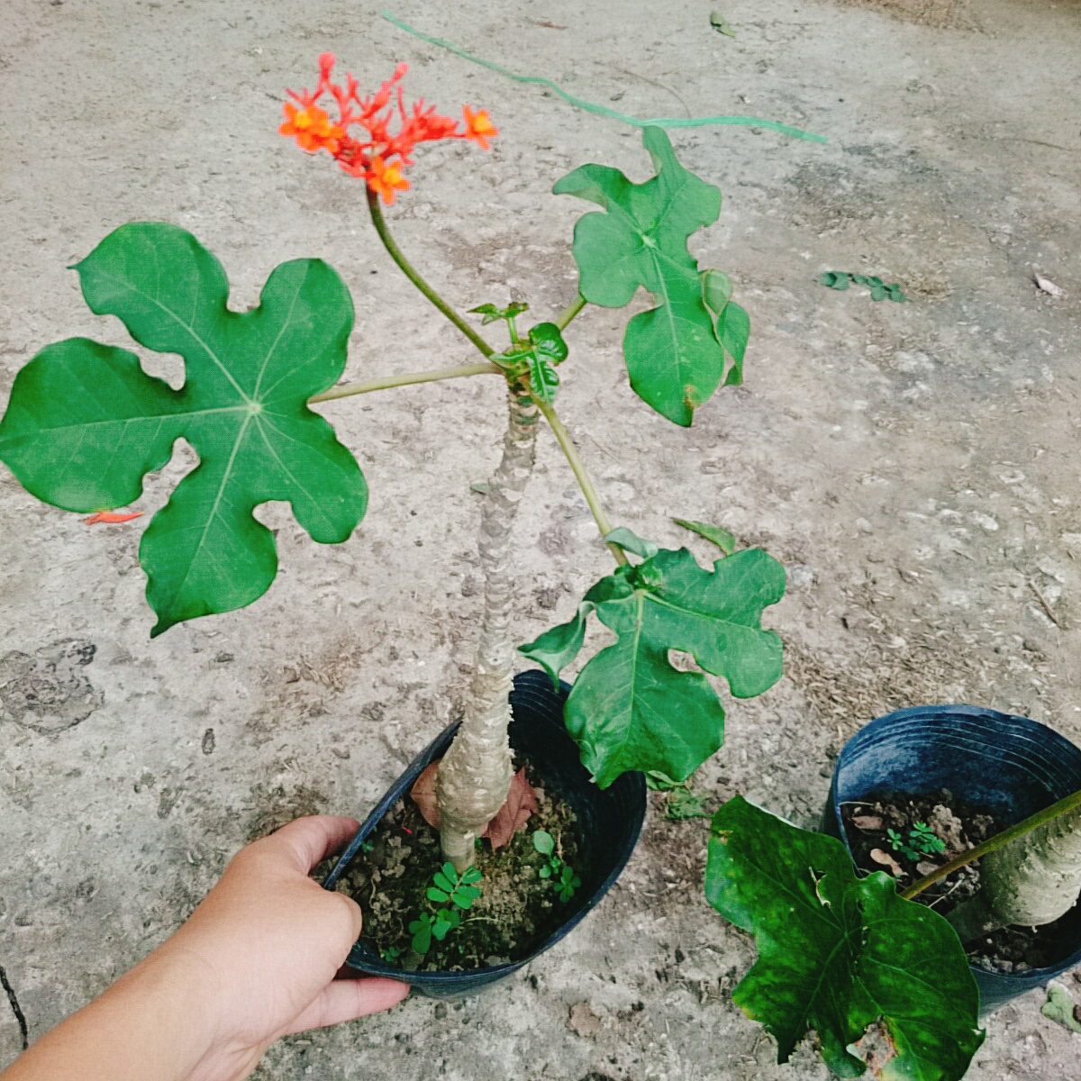 Cây Ngô Đồng