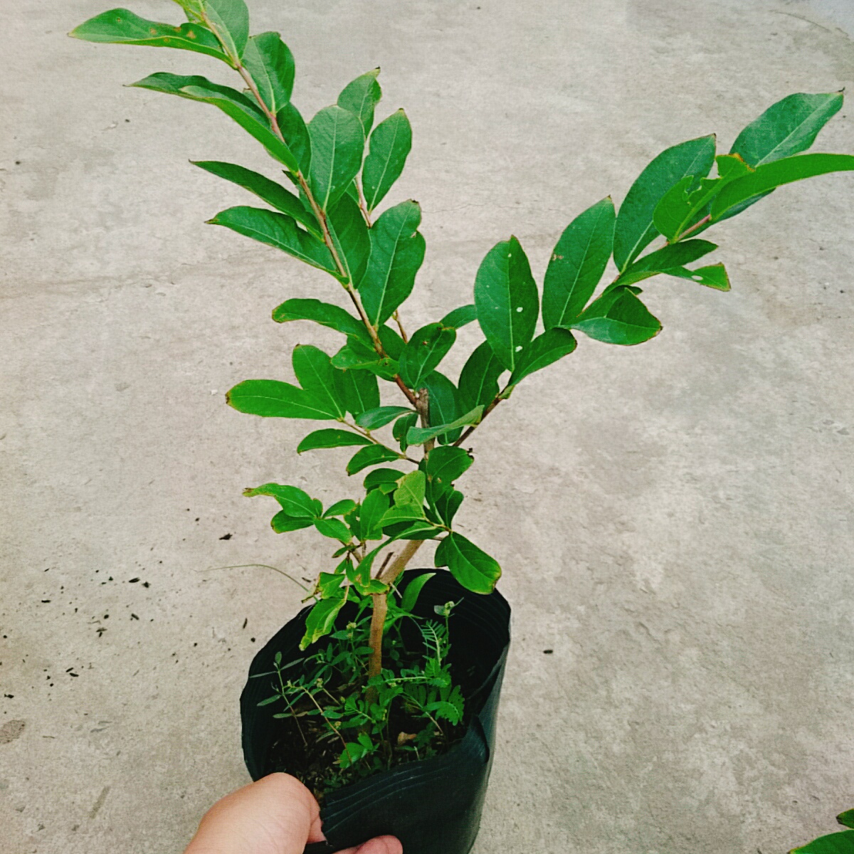Cây Bằng Lăng Thái
