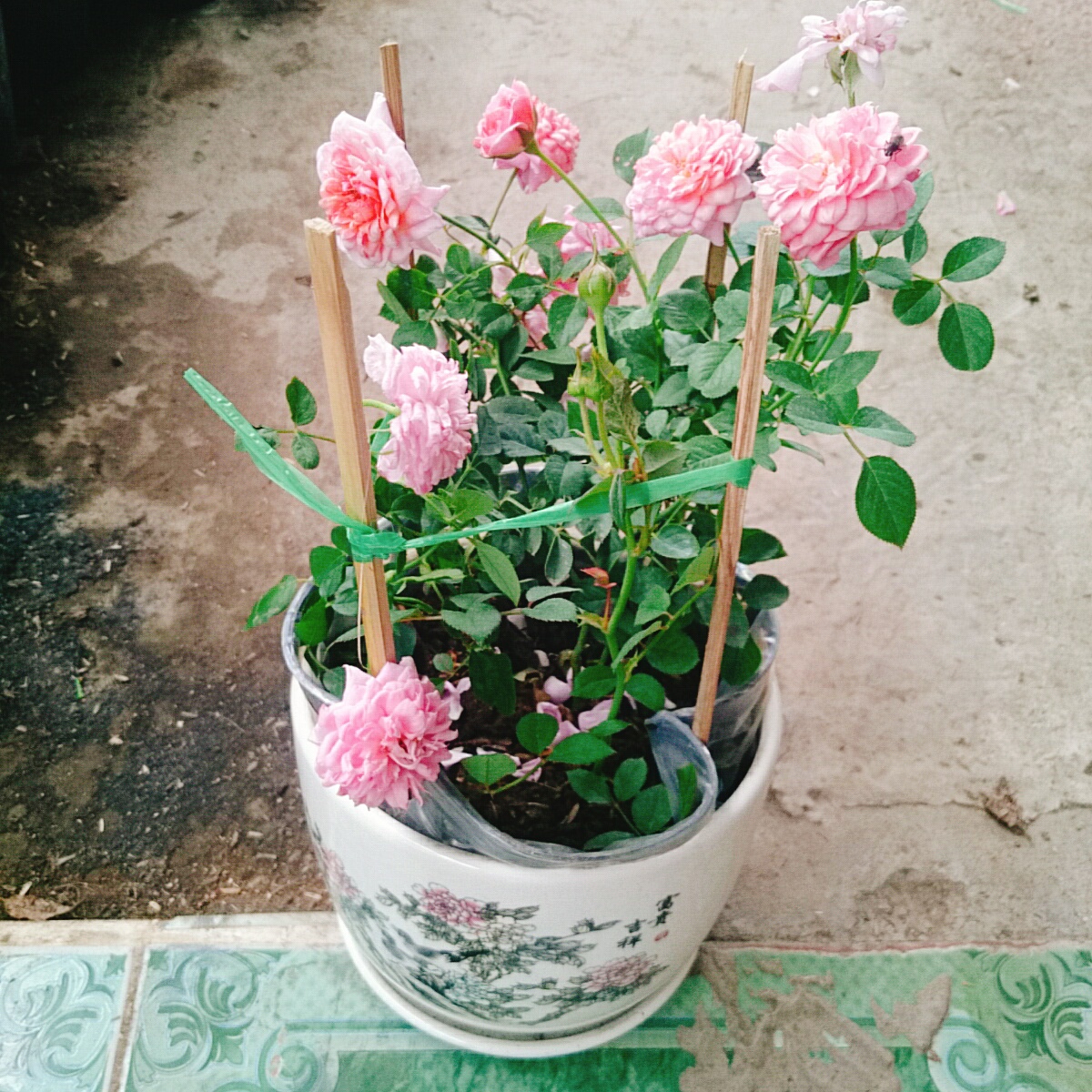 Cây Hồng Công Chúa