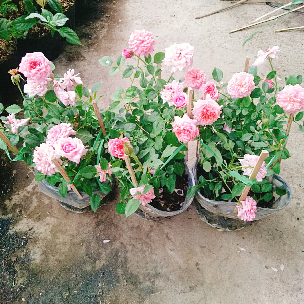 Cây Hồng Công Chúa