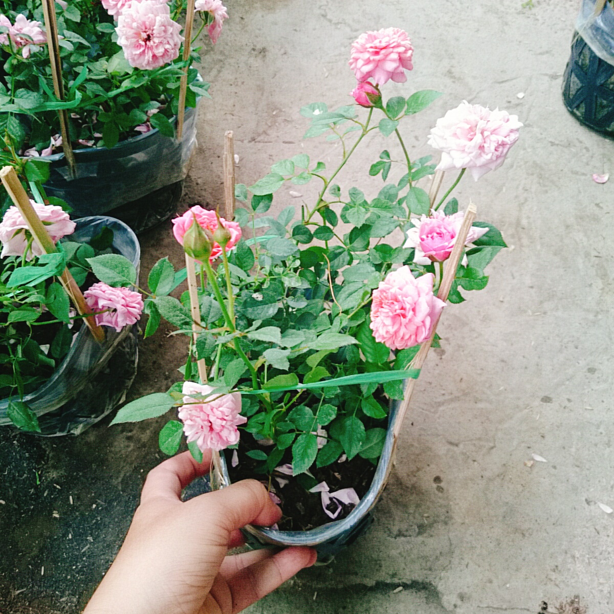 Cây Hồng Công Chúa