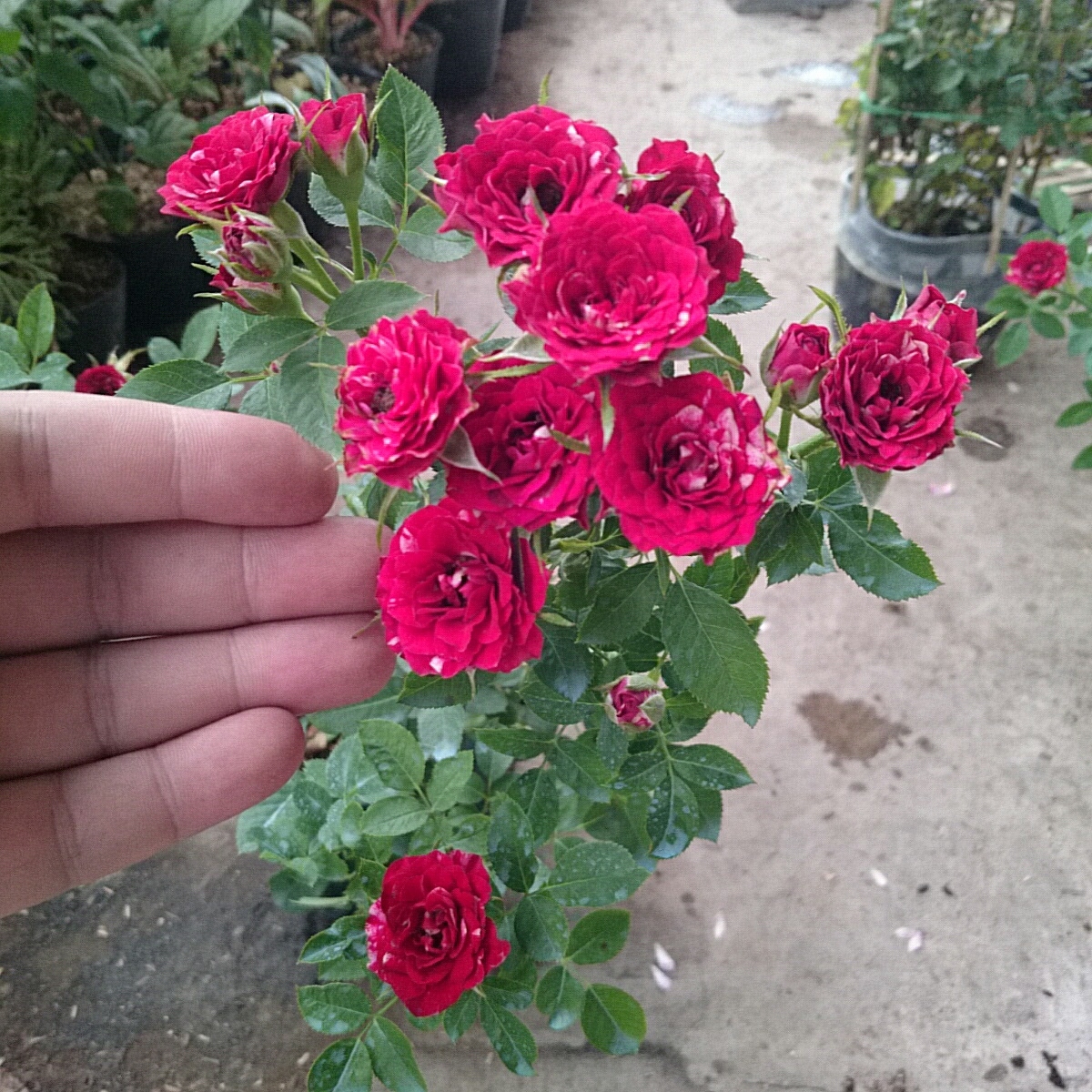 Cây Hồng Tỉ Muội Giống Mới