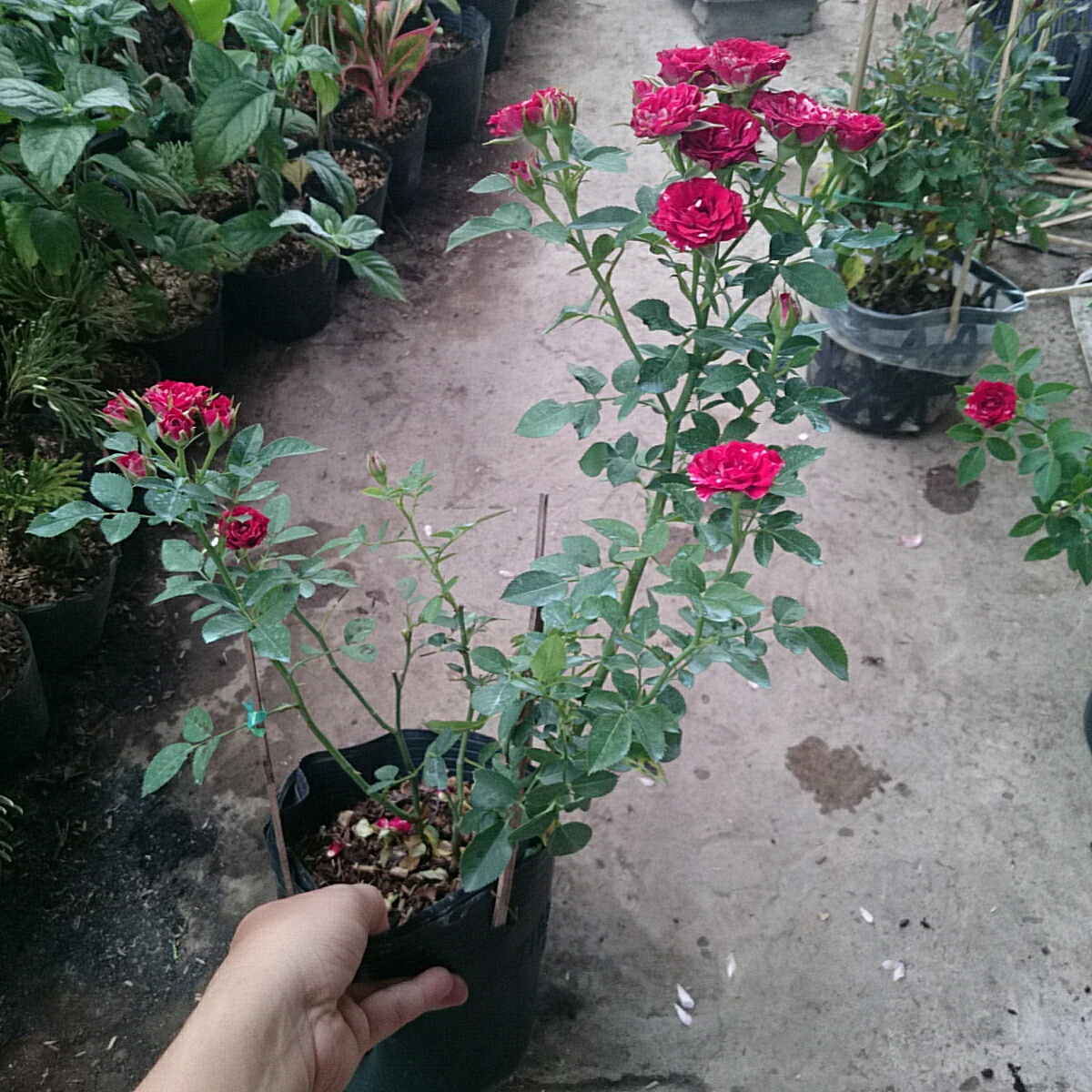 Cây Hồng Tỉ Muội Giống Mới